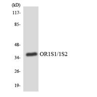 Olfactory receptor 1S1/2 Polyclonal Antibody