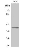 Olfactory receptor 2A25 Polyclonal Antibody