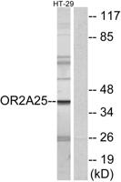 Olfactory receptor 2A25 Polyclonal Antibody