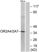 Olfactory receptor 2A4/7 Polyclonal Antibody