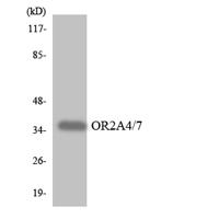 Olfactory receptor 2A4/7 Polyclonal Antibody