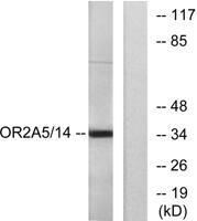 Olfactory receptor 2A5/14 Polyclonal Antibody