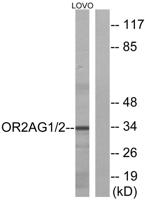 Olfactory receptor 2AG1/2 Polyclonal Antibody