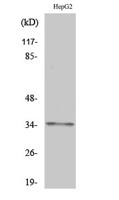 Olfactory receptor 2AG1/2 Polyclonal Antibody