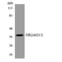 Olfactory receptor 2AG1/2 Polyclonal Antibody