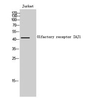 Olfactory receptor 2AJ1 Polyclonal Antibody