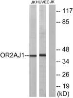Olfactory receptor 2AJ1 Polyclonal Antibody