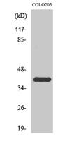 Rhodopsin Polyclonal Antibody