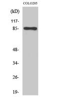 Fyb Polyclonal Antibody