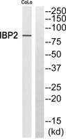 Fyb Polyclonal Antibody