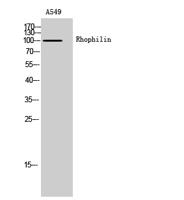 Rhophilin Polyclonal Antibody