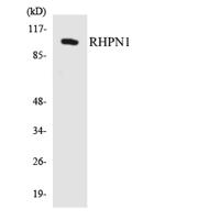 Rhophilin Polyclonal Antibody