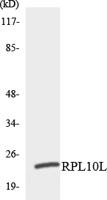 Ribosomal Protein L10L Polyclonal Antibody