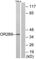 Olfactory receptor 2B8 Polyclonal Antibody