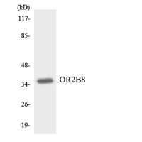 Olfactory receptor 2B8 Polyclonal Antibody