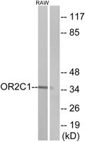 Olfactory receptor 2C1 Polyclonal Antibody