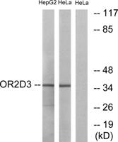 Olfactory receptor 2D3 Polyclonal Antibody