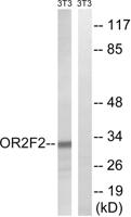 Olfactory receptor 2F2 Polyclonal Antibody