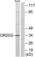 Olfactory receptor 2G2 Polyclonal Antibody