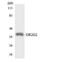 Olfactory receptor 2G2 Polyclonal Antibody