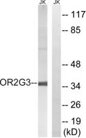 Olfactory receptor 2G3 Polyclonal Antibody