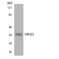 Olfactory receptor 2I1 Polyclonal Antibody