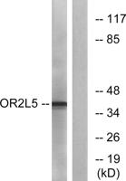 Olfactory receptor 2L5 Polyclonal Antibody