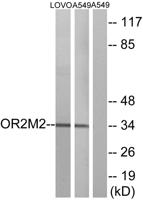 Olfactory receptor 2M2 Polyclonal Antibody