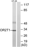 Olfactory receptor 2T1 Polyclonal Antibody