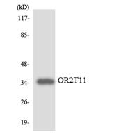 Olfactory receptor 2T11 Polyclonal Antibody