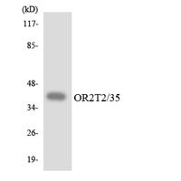 Olfactory receptor 2T2/35 Polyclonal Antibody