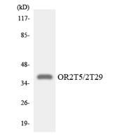 Olfactory receptor 2T5/2T29 Polyclonal Antibody