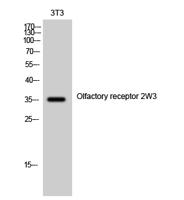 Olfactory receptor 2W3 Polyclonal Antibody