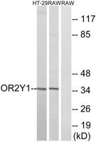 Olfactory receptor 2Y1 Polyclonal Antibody