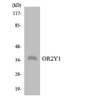 Olfactory receptor 2Y1 Polyclonal Antibody