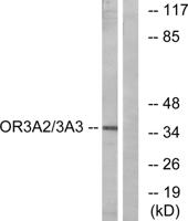 Olfactory receptor 3A2/3A3 Polyclonal Antibody