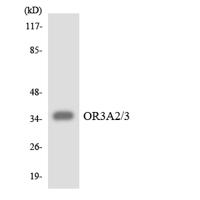 Olfactory receptor 3A2/3A3 Polyclonal Antibody