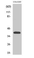 Olfactory receptor 4A16 Polyclonal Antibody