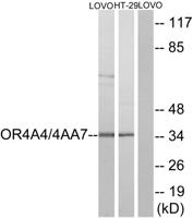 Olfactory receptor 4A4/47 Polyclonal Antibody