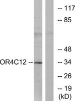 Olfactory receptor 4C12 Polyclonal Antibody