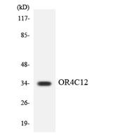 Olfactory receptor 4C12 Polyclonal Antibody