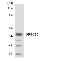 Olfactory receptor 4C15 Polyclonal Antibody