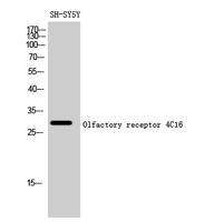 Olfactory receptor 4C16 Polyclonal Antibody