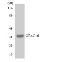 Olfactory receptor 4C16 Polyclonal Antibody