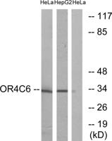 Olfactory receptor 4C6 Polyclonal Antibody