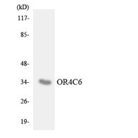 Olfactory receptor 4C6 Polyclonal Antibody