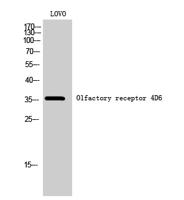 Olfactory receptor 4D6 Polyclonal Antibody