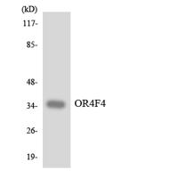 Olfactory receptor 4F4 Polyclonal Antibody