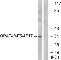 Olfactory receptor 4F4/4F5/4F17 Polyclonal Antibody