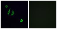 Olfactory receptor 4F6 Polyclonal Antibody